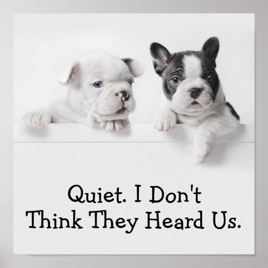 二匹のフランスのブルドッグの子犬が壁の上を覗いている ポスター (正面)