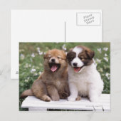 二匹の子犬が一緒に座っていた ポストカード (正面/裏面)