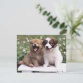 二匹の子犬が一緒に座っていた ポストカード (スタンド正面)