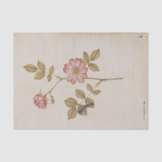 二匹の犬のバラとラッキーの蛾の幼虫 薄葉紙 (正面)