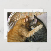 二匹の眠るタビー猫が抱き締め ポストカード (正面/裏面)