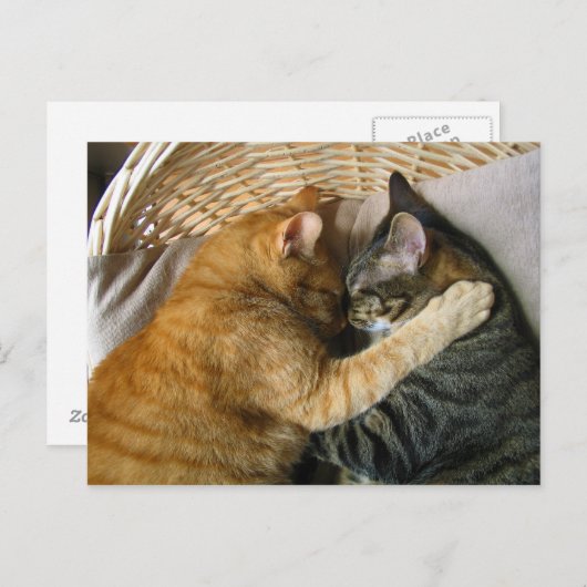 二匹の眠るタビー猫が抱き締め ポストカード (正面/裏面)