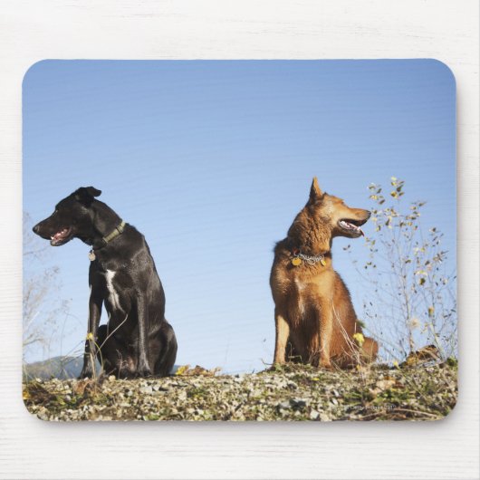 二匹の若い犬が向かい合って見ていた。 マウスパッド (正面)