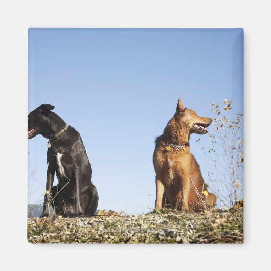 二匹の若い犬が向かい合って見ていた。 マグネット (正面)