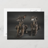 二匹の鞭打ちが横たわっていた ポストカード (正面/裏面)