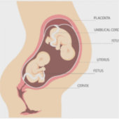 二卵性双胎妊娠 シール (正面)
