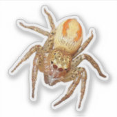 二形ジャンプクモ（Maevia inclemens） シール (正面)