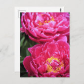 二明るい赤紫色牡丹開花絵画ズ ポストカード (正面/裏面)
