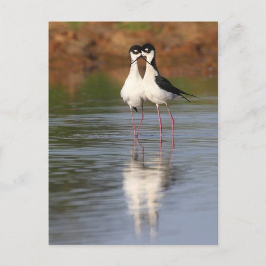 二本の脚が丸く曲がっている ポストカード (正面)