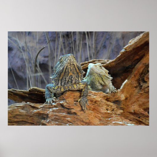二枚の奇妙なトカゲを持つポスター ポスター (正面)