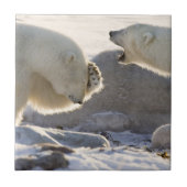 二極熊 タイル (正面)