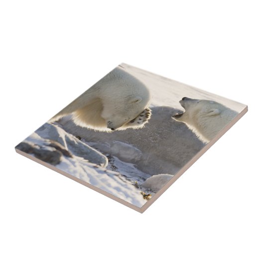 二極熊 タイル (側面)