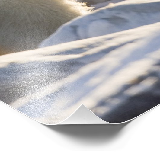 二極熊 フォトプリント            (角)