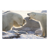 二極熊 フォトプリント            (正面)