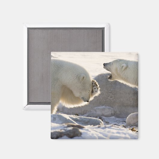 二極熊 マグネット (正面/裏面)