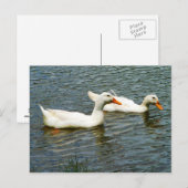 二羽の白いアヒル ポストカード (正面/裏面)