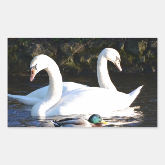 二羽の白鳥とアヒル 長方形シール (正面)