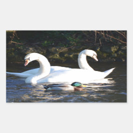 二羽の白鳥とアヒル 長方形シール
