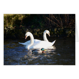 二羽の白鳥と一羽のアヒル