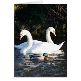 二羽の白鳥と一羽のアヒル