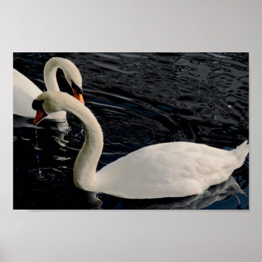二羽の白鳥 ポスター (正面)
