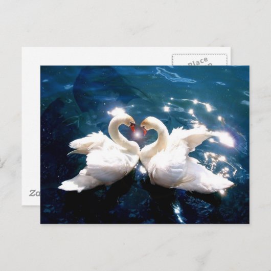 二羽の白鳥 ポストカード (正面/裏面)