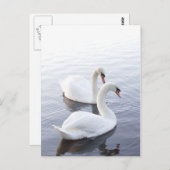 二羽の白鳥 ポストカード (正面/裏面)
