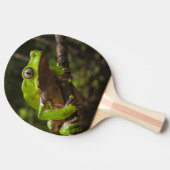 二色巨大な葉のカエルPhyllomedusa) 卓球ラケット (横)