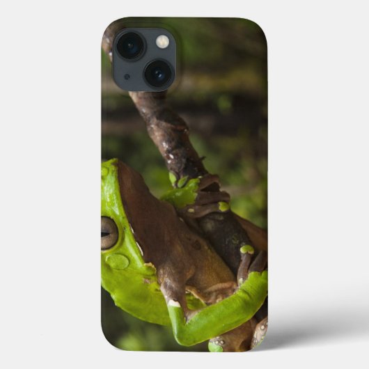 二色巨大な葉のカエルPhyllomedusa) Case-Mate iPhoneケース (裏面)