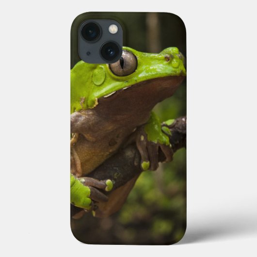 二色巨大な葉のカエルPhyllomedusa) Case-Mate iPhoneケース (裏面)