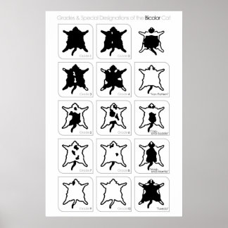 二色猫の等級と特別表示 ポスター