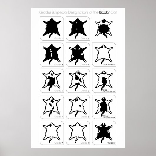 二色猫の等級と特別表示 ポスター (正面)