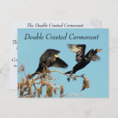 二重の紋付き鵜 – 学の葉書 ポストカード (正面/裏面)