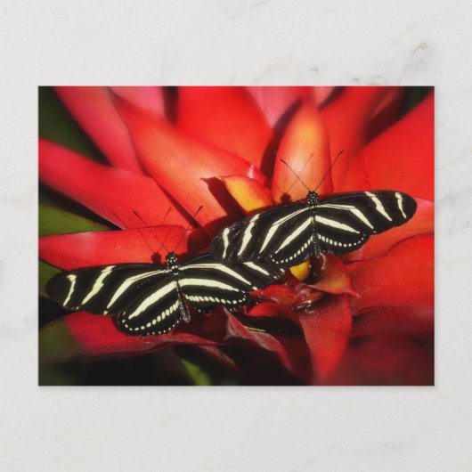 二重トラブル ポストカード (正面)