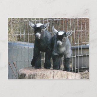 二重トラブル ポストカード