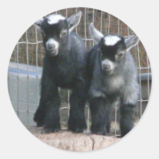 二重トラブル ラウンドシール (正面)