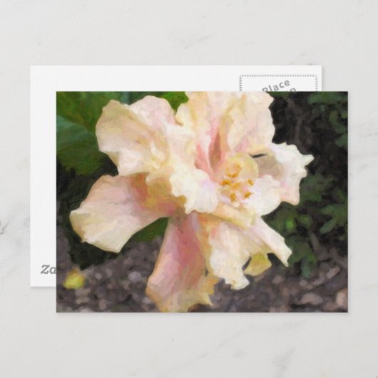 二重ハイビスカスの郵便はがき ポストカード (正面/裏面)