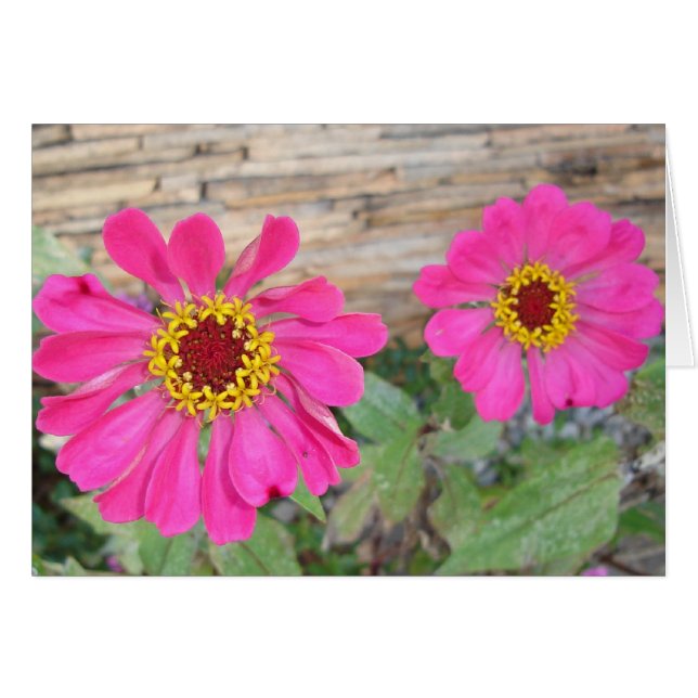 二重ピンクの開花 (正面横)