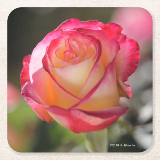 二重歓喜は上がりました スクエアペーパーコースター (正面)