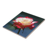 「二重歓喜」の雑種の茶バラ タイル (側面)