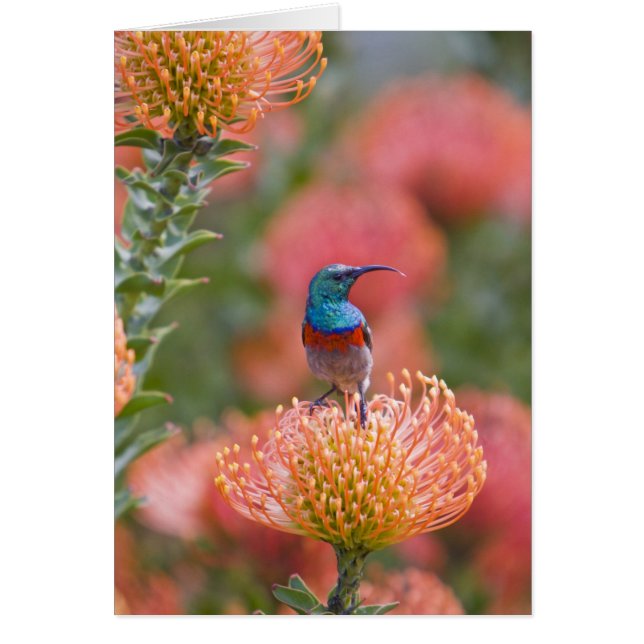 二重素晴らし色サンバード (正面)