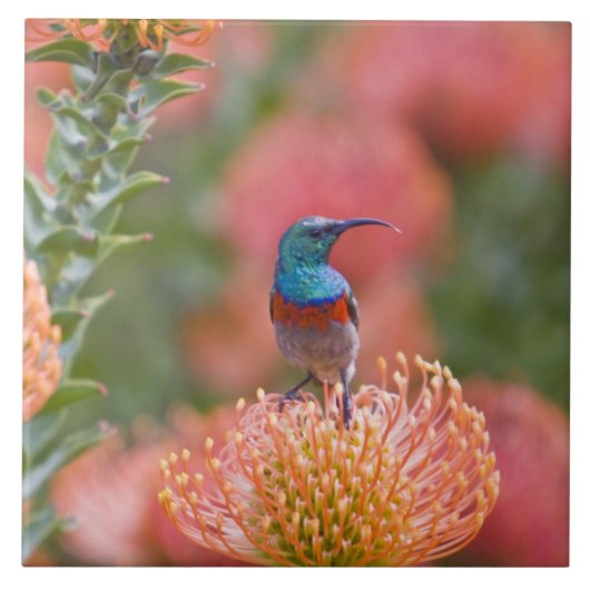 二重素晴らし色サンバード タイル (正面)