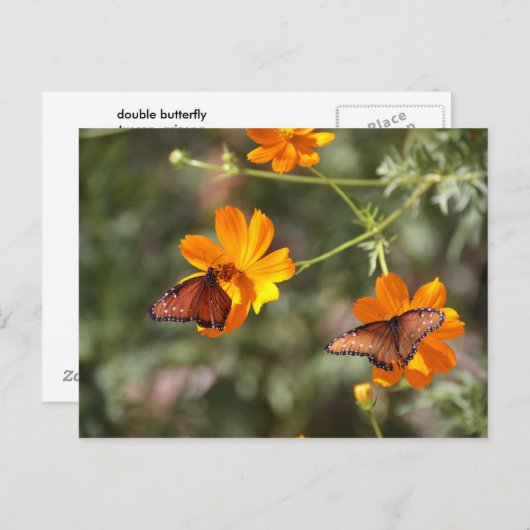 二重蝶 ポストカード (正面/裏面)