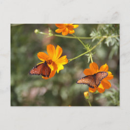 二重蝶 ポストカード