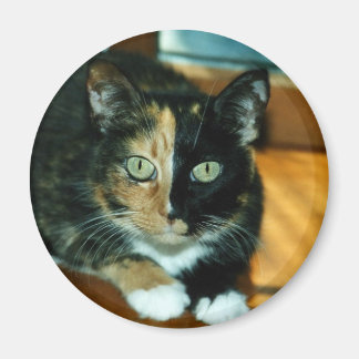 二面猫 マグネット