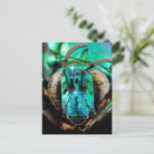 二面蜂クローズアップ ポストカード (スタンド正面)