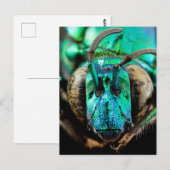 二面蜂クローズアップ ポストカード (正面/裏面)