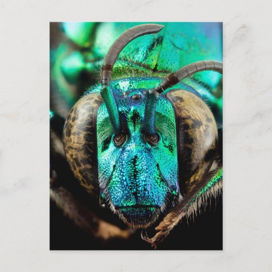 二面蜂クローズアップ ポストカード (正面)