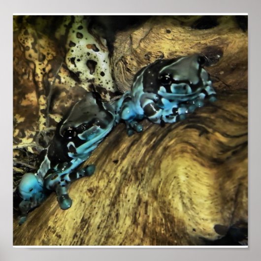 二頭のぶら下がったカエルの出プリント ポスター (正面)