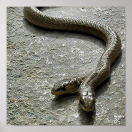 二頭のヘビ ポスター (正面)